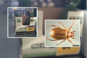 Европейские вредители загоняют ванкуверитов на искусственную траву