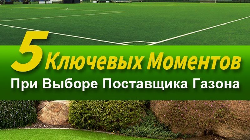 5 Ключевых Моментов При Выборе Поставщика Газона