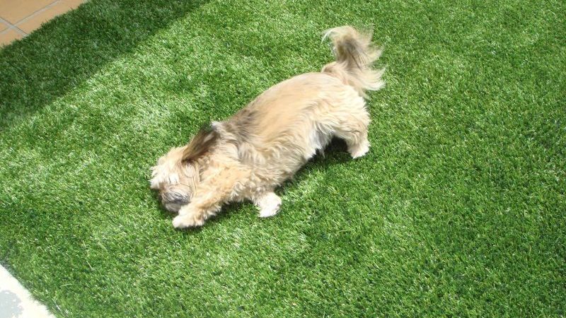 Как выбрать надежную искусственную траву для Ваших собак?