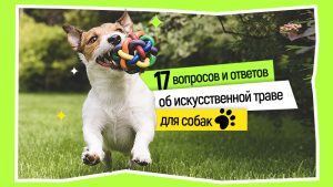 17 вопросов и ответов об искусственной траве для собак