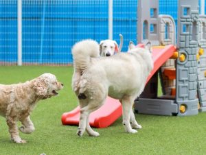 Pet-Boarding-and-Daycare-Facilities