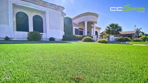 CCGrass, сад с искусственной травой в США